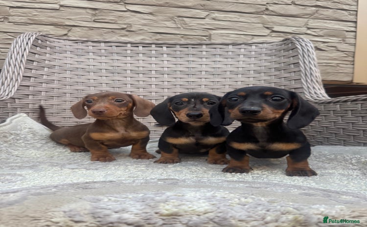 Miniature Dachshund dogs - Advert 2