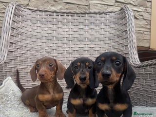 Miniature Dachshund dogs Miniature dachshunds (council licensed breeder) - Advert 1