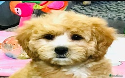 Cavapoo dogs for sale: 🩷F1b CAVAPOO GIRLS~ READY FOR NEW HOMES 🩷 - Image 2