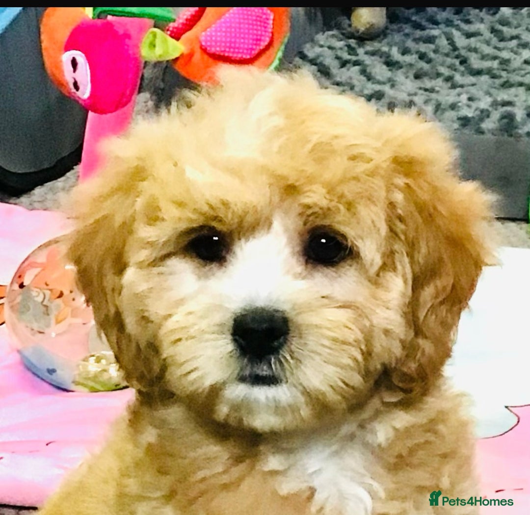 Cavapoo dogs for sale: 🩷F1b CAVAPOO GIRLS~ READY FOR NEW HOMES 🩷 - Image 2