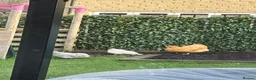 Chickens poultry for sale: Three pet hens for rehoming  in Stockton-on-Tees - Advert 4