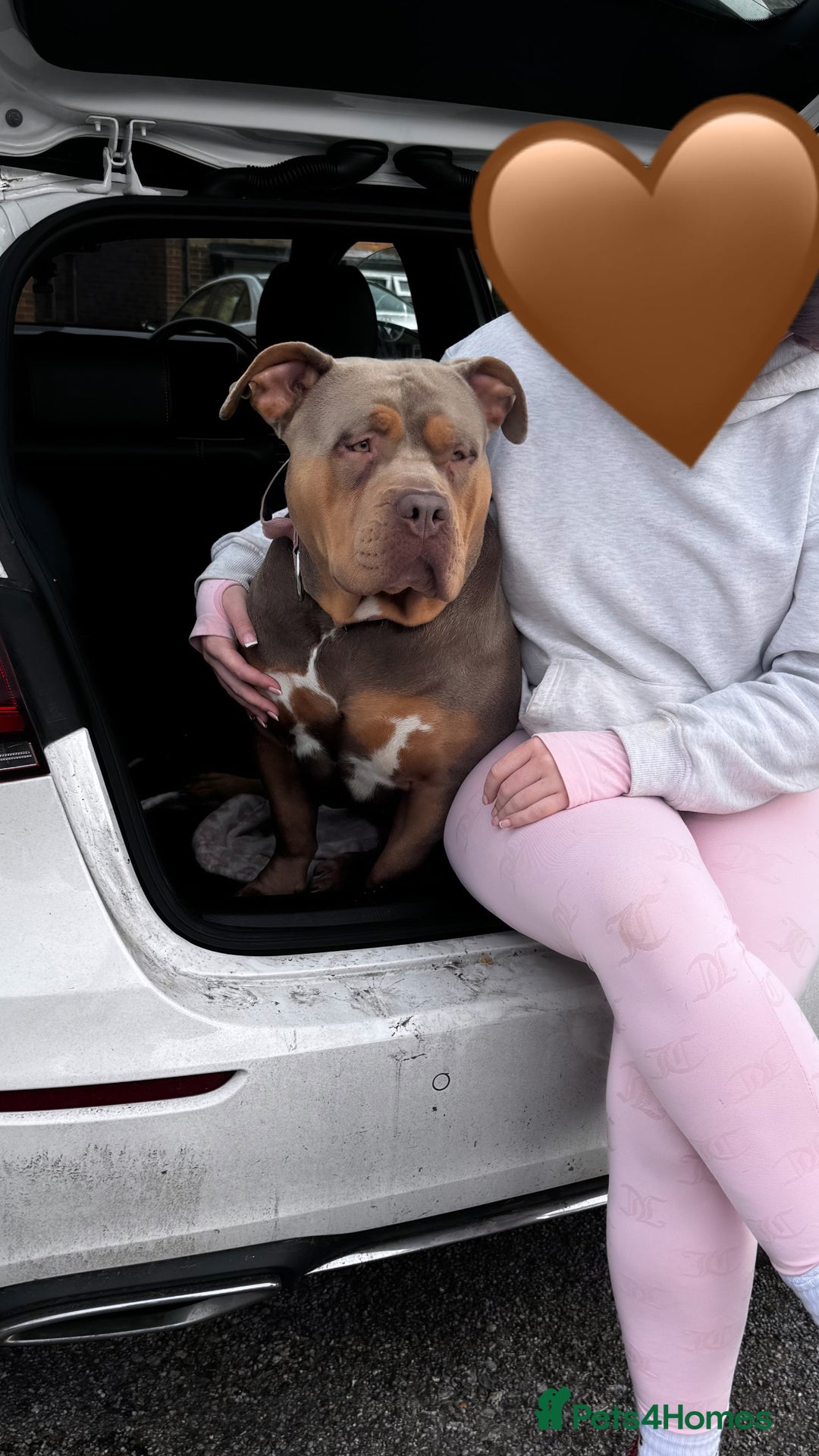 American Bully dogs for sale: Lilo the standard bully  - Advert 9