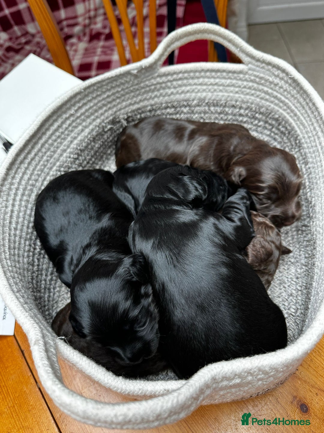 Cockapoo dogs for sale: Cockapoo Puppies For Sale - Image 9