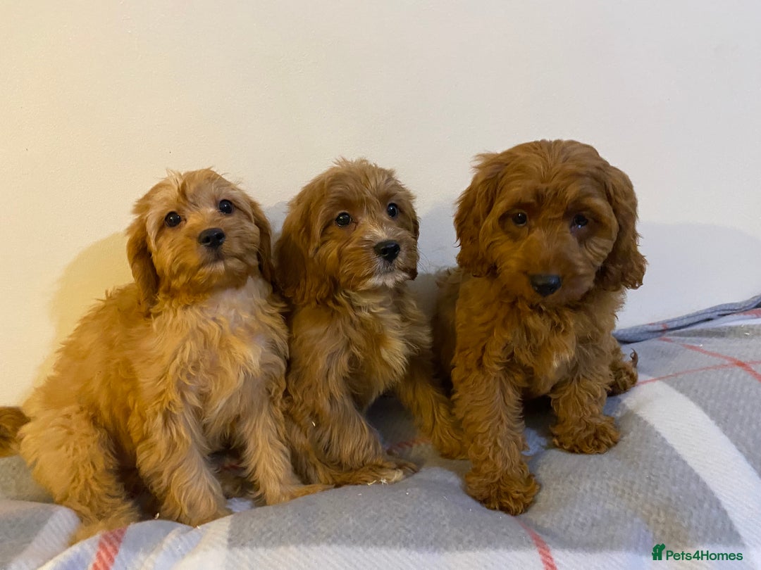 Cavapoo dogs for sale: Beautiful Cavapoo Puppies Available  - Advert 5