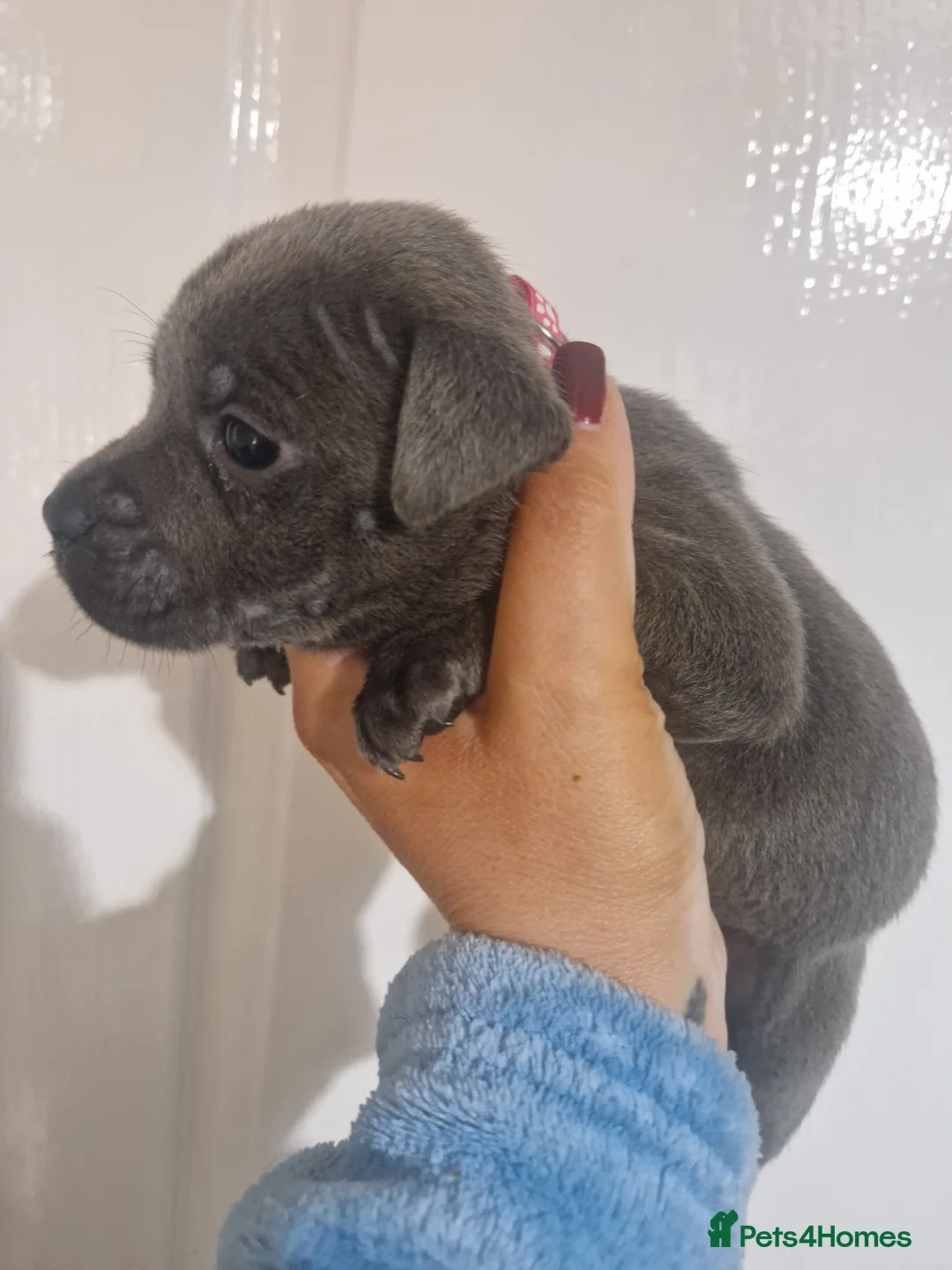 Staffordshire Bull Terrier dogs for sale: Staffordshire bull terrier blue puppies  - Advert 2