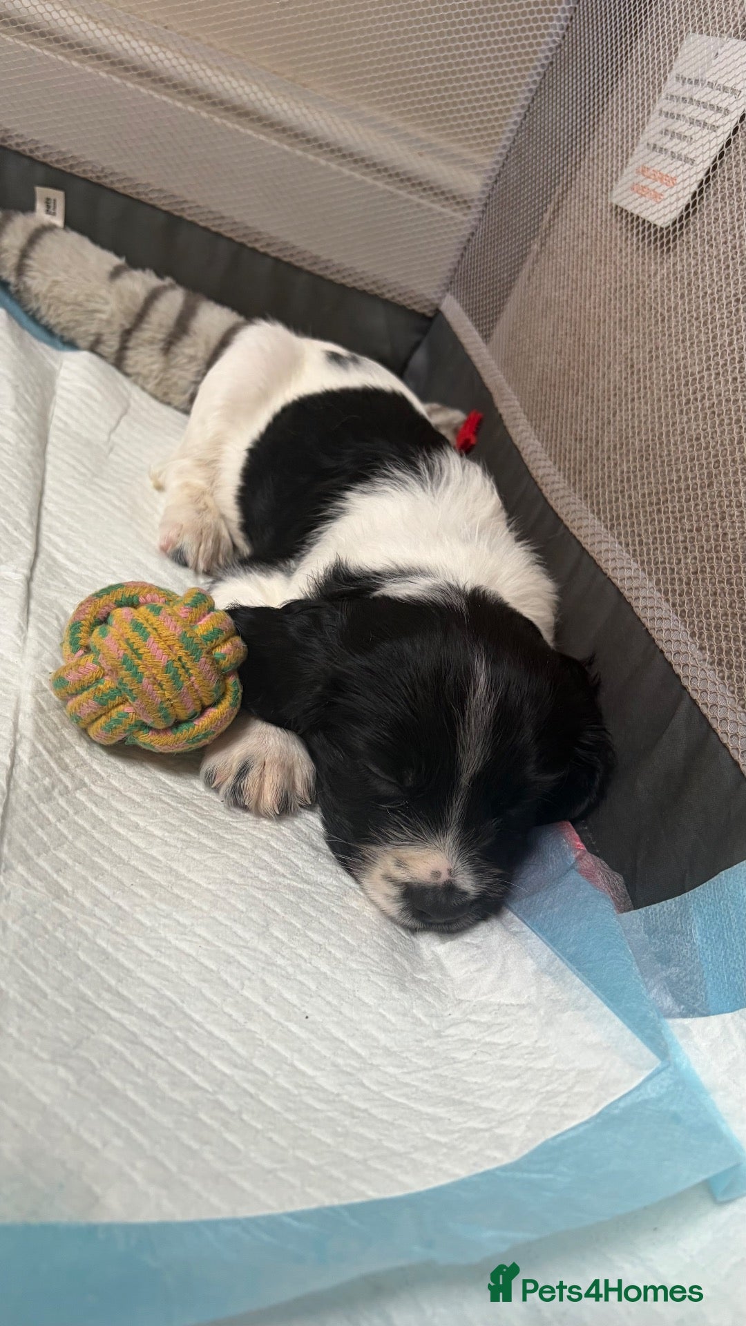 Cocker Spaniel dogs Black and white cocker spaniel pups  - Advert 2