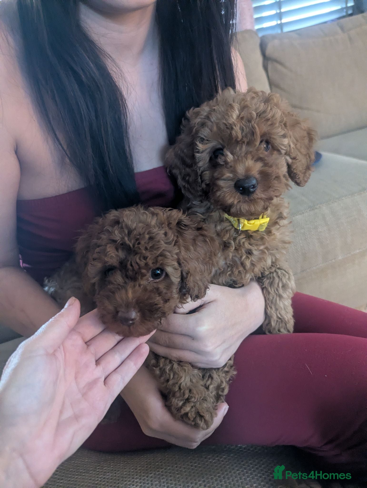 Labradoodle dogs F1B miniature labradoodle  - Advert 3