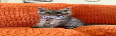 Purple collar Female