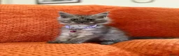 Maine Coon cats for sale: Ready Now: 6 Maine coon Kittens - Advert 5