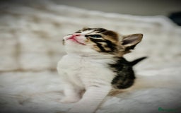 Ragdoll cats for sale: 🌟 Ragdoll x Bengal – Exquisite Baby Kittens 🌟 - Image 6