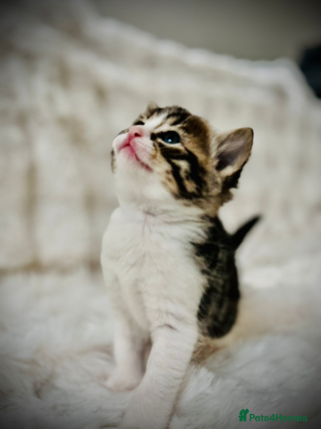Ragdoll cats for sale: 🌟 Ragdoll x Bengal – Exquisite Baby Kittens 🌟 - Image 6