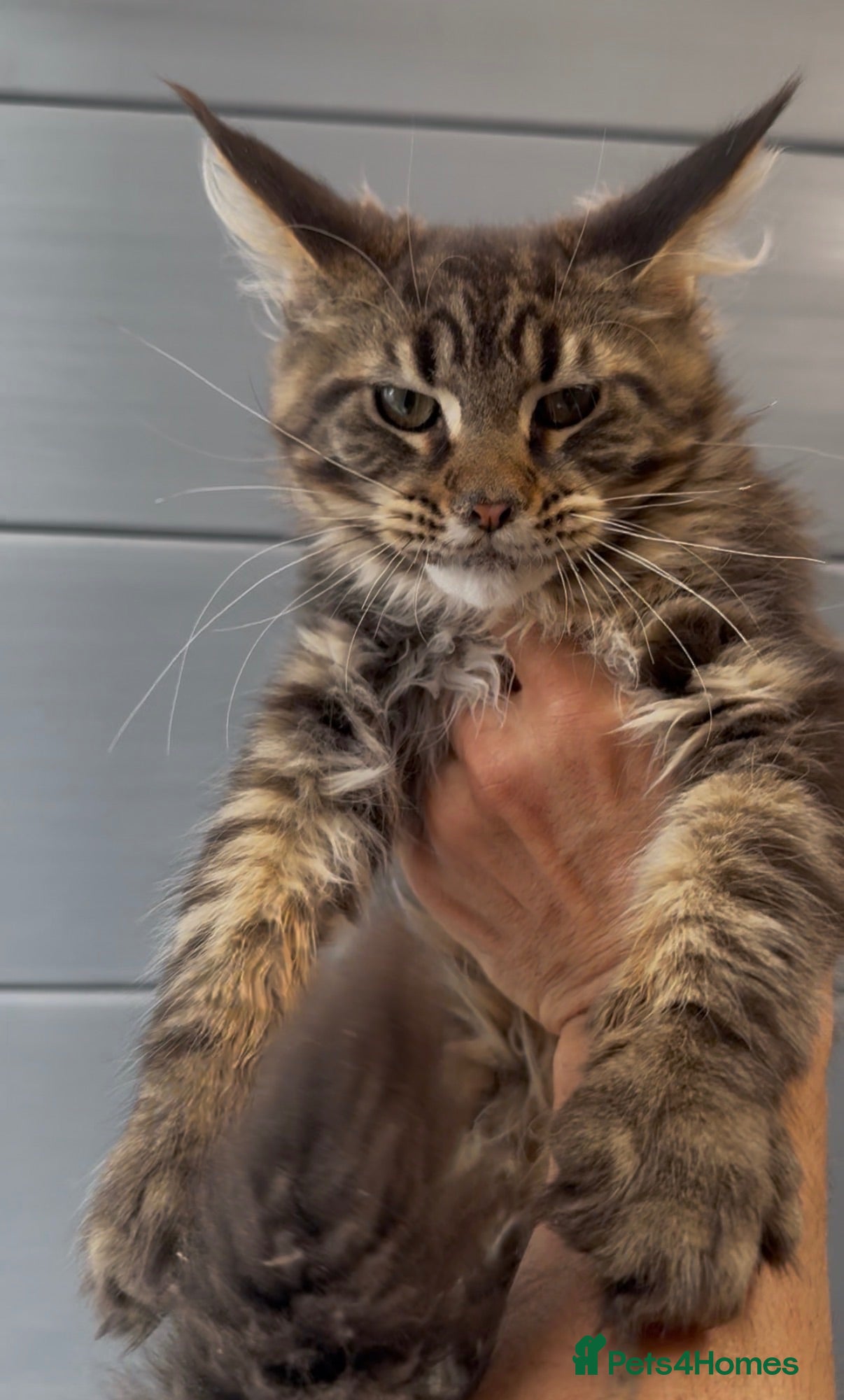 Maine Coon cats XL black,black smoke,tabby maine coon kittens  - Advert 18