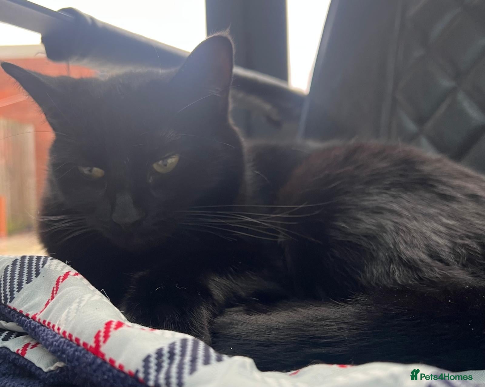 Domestic Shorthair cats for sale: Muffin  - Advert 5