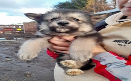 Shepsky dogs for sale: German Shepherd cross Husky Puppies  - Image 11