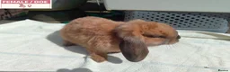 Mini Lop rabbits for sale: Pretty Female Minilop Baby Rabbits - Advert 1