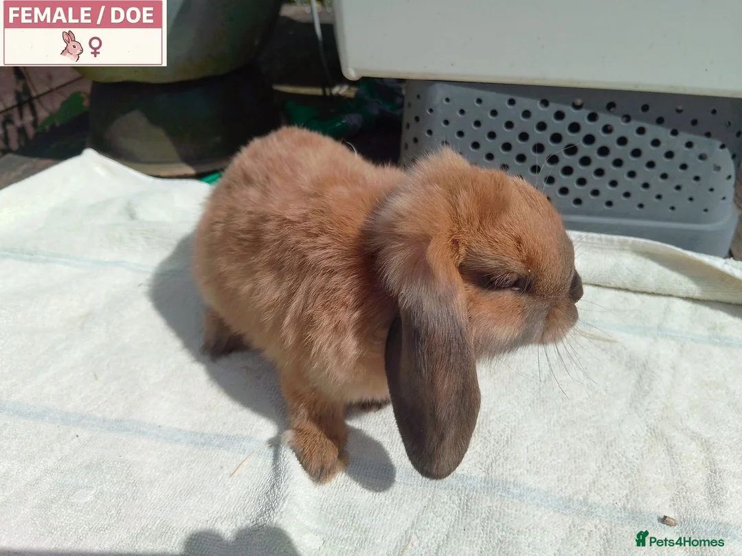 Mini Lop rabbits for sale: Pretty Female Minilop Baby Rabbits - Advert 1