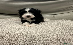 Maltipoo dogs for sale: Very small Maltipoo  - Image 8