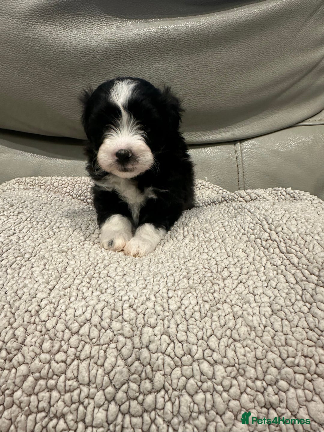 Maltipoo dogs for sale: Very small Maltipoo  - Image 8