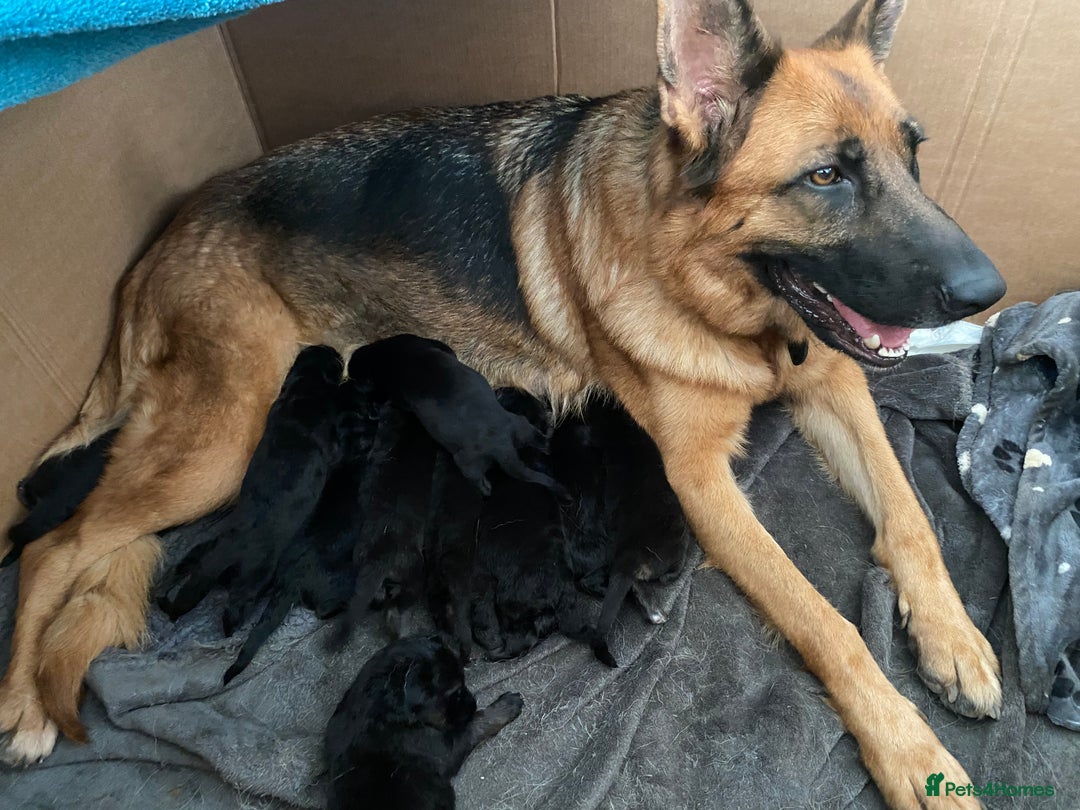 German Shepherd dogs for sale: 11 Cute German Shepherds!  - Image 1