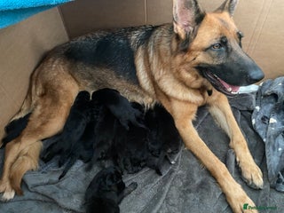 German Shepherd dogs - Advert 8