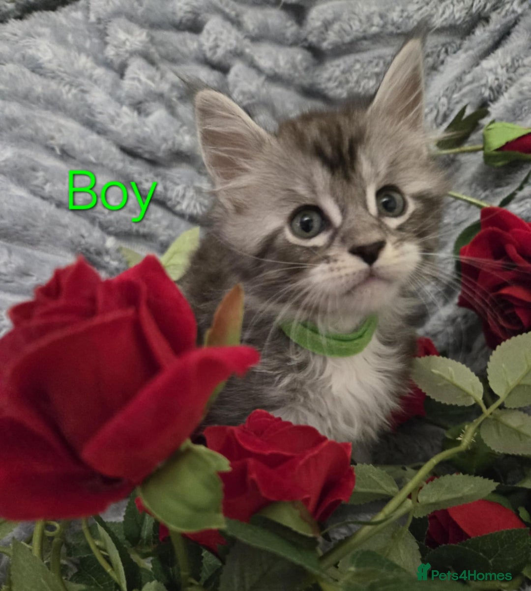 Maine Coon cats for sale: 1 Maine Coon kitten boy. - Image 7