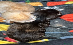 Maine Coon cats for sale: Gorgeous Maine coone kittens  - Image 4