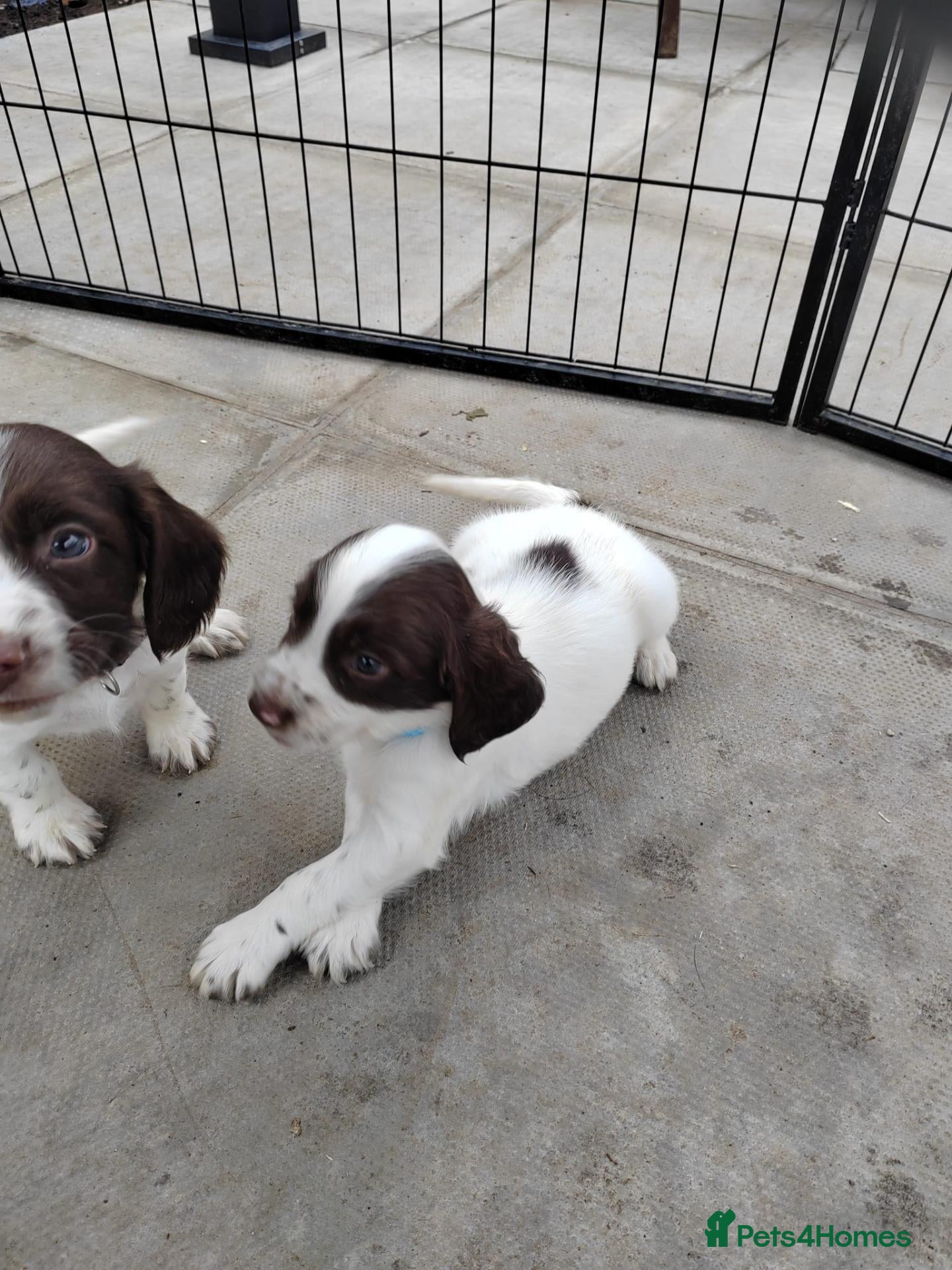 English Springer Spaniel dogs Beautiful litter of English Springer spaniels - Advert 2
