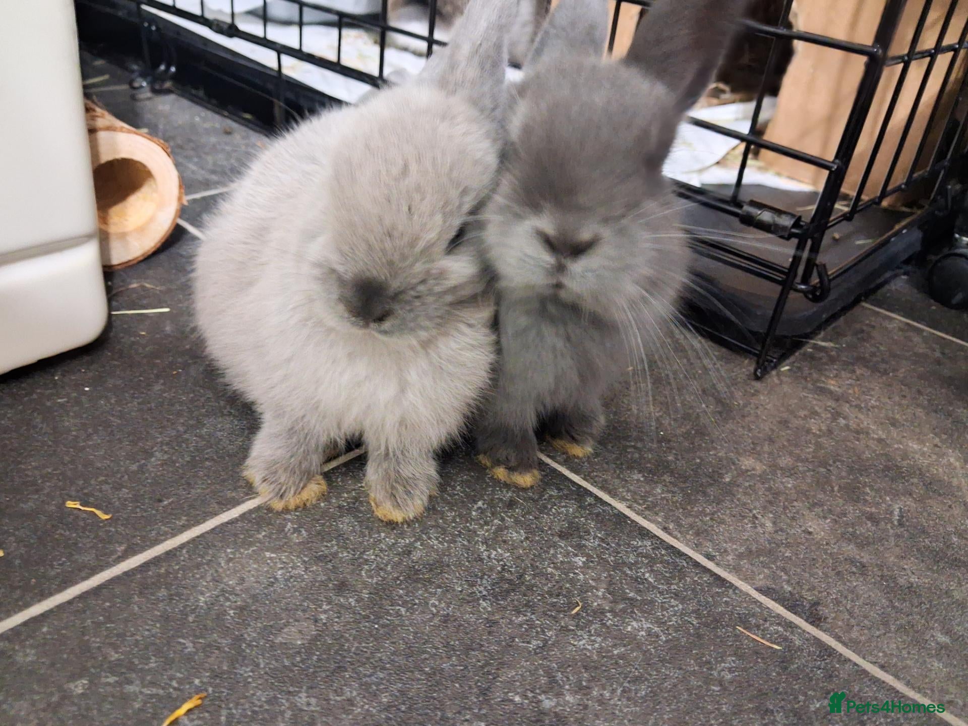 Mixed Breed rabbits Two male bunnies Ready to go  - Advert 7