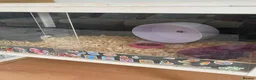 Hamster rodents for sale: Donate Hamster, Looking for a new home in Telford - Advert 8