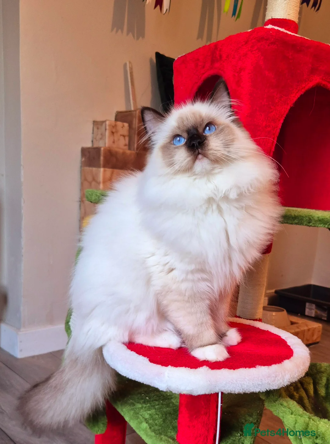 Ragdoll cats for sale: Ragdoll male kitten gccf active - Advert 11