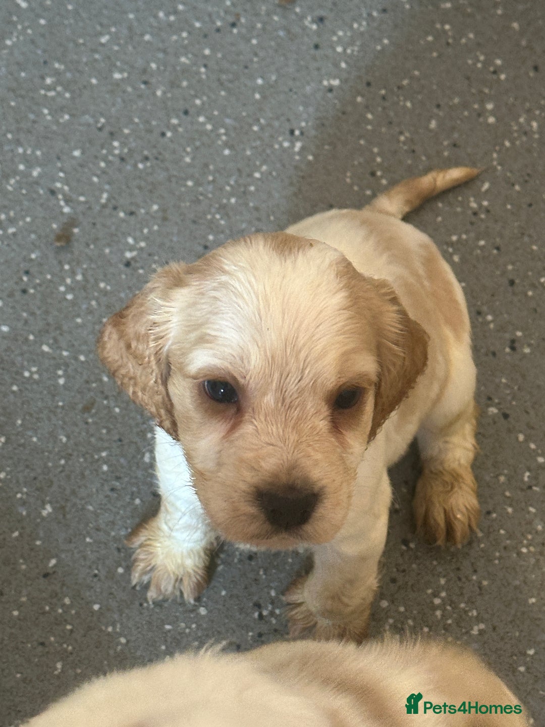 Cocker Spaniel dogs for sale: 1 boy available orange roan  - Advert 9