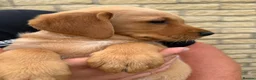 Goldador dogs for sale: Goldador puppies  - Advert 9