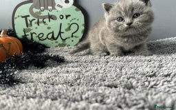 British Shorthair cats for sale: Beautiful British Shorthair Kittens - Image 8