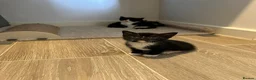 Mixed Breed cats for sale: Beautiful kittens  in Rugby - Advert 2