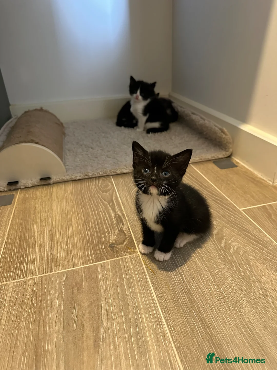 Mixed Breed cats for sale: Beautiful kittens  in Rugby - Advert 2