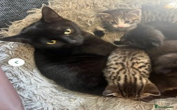 Mixed Breed cats for sale: 2 black girls 9 weeks old - Image 3