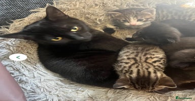 Mixed Breed cats - Advert 3