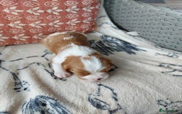 Cavalier King Charles Spaniel dogs for sale: Outstanding Cavalier King Charles Puppies  - Image 17