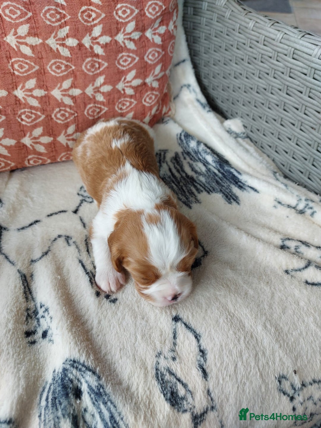 Cavalier King Charles Spaniel dogs for sale: Outstanding Cavalier King Charles Puppies  - Image 17