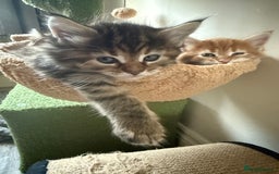 Maine Coon cats for sale: Maine Coon Norwegian Forest cross kittens - Image 16