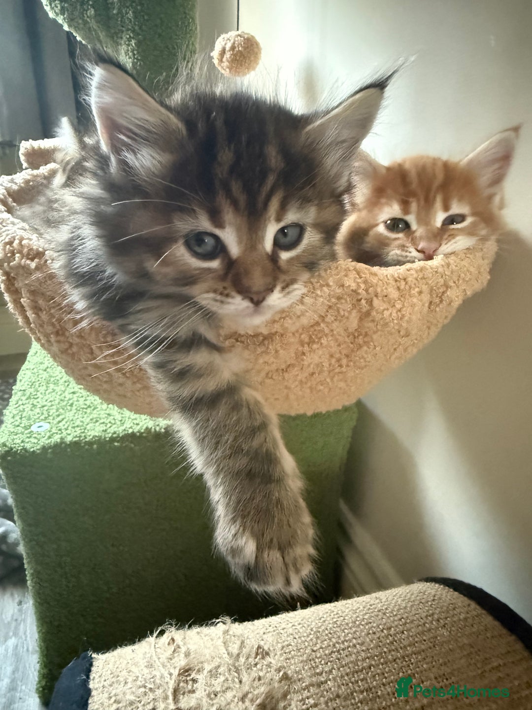 Maine Coon cats for sale: Maine Coon Norwegian Forest cross kittens - Image 16