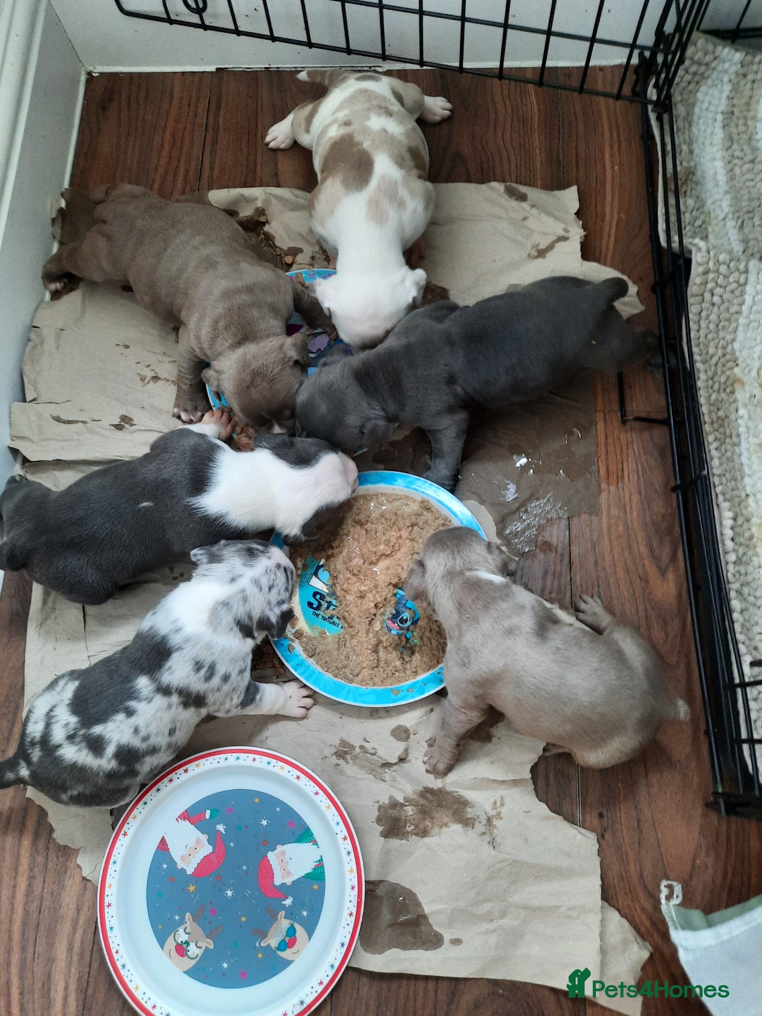 American Bully dogs Akbc registered pocket bullies  - Advert 1