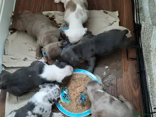 American Bully dogs Akbc registered pocket bullies - Advert 1