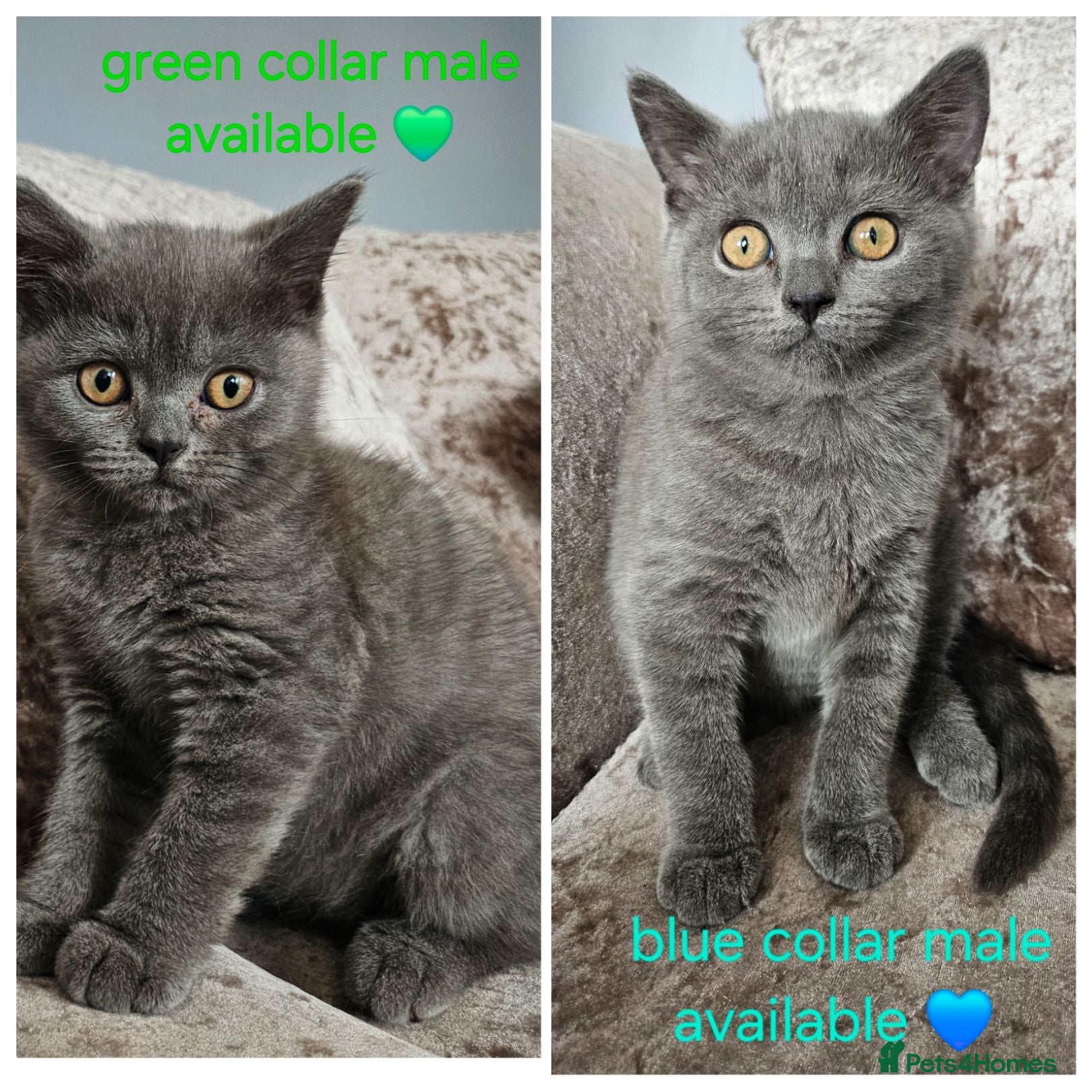 British Shorthair cats British shorthair kittens READY NOW - Advert 6