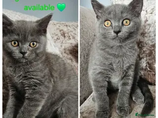 British Shorthair cats British shorthair kittens READY NOW - Advert 6