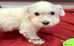 Schnoodle dogs for sale: Schnoodles  - Image 8
