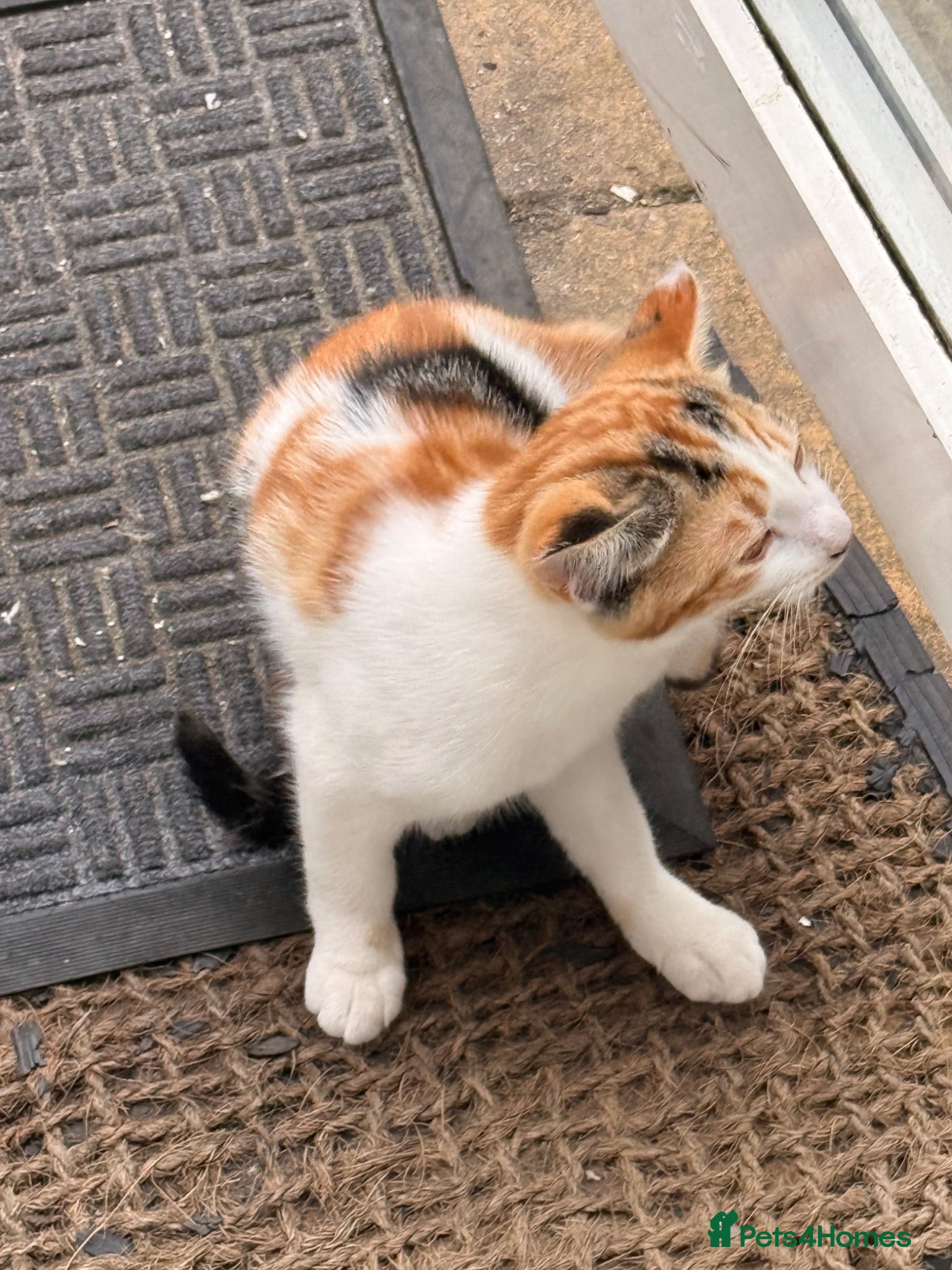 Mixed Breed cats KITTENS FOR SALE IN THE WEMBLEY AREA - Advert 6