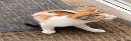 Mixed Breed cats for sale: KITTENS FOR SALE IN THE WEMBLEY AREA in Wembley - Advert 1
