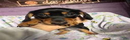 Miniature Dachshund dogs for sale: Ready now-1 KC registered miniature dachshund boy - Advert 4