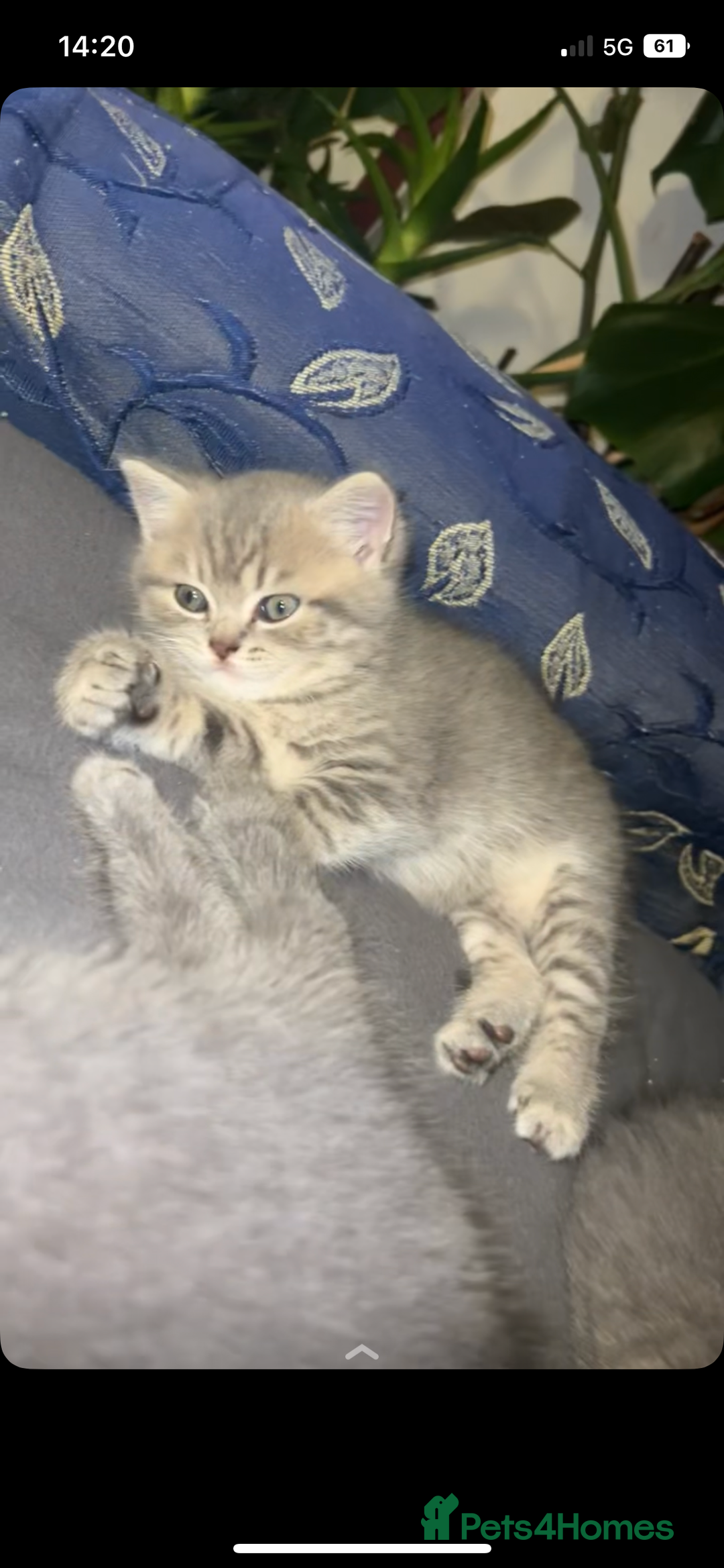 British Shorthair cats for sale: RARE LILAC COLOURPOINT BRITISH SHORT HAIR KITTENS  - Image 16
